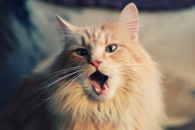 全国攀岩联赛：高墙之上的荣耀追逐，全国攀岩锦标赛每年举办几次