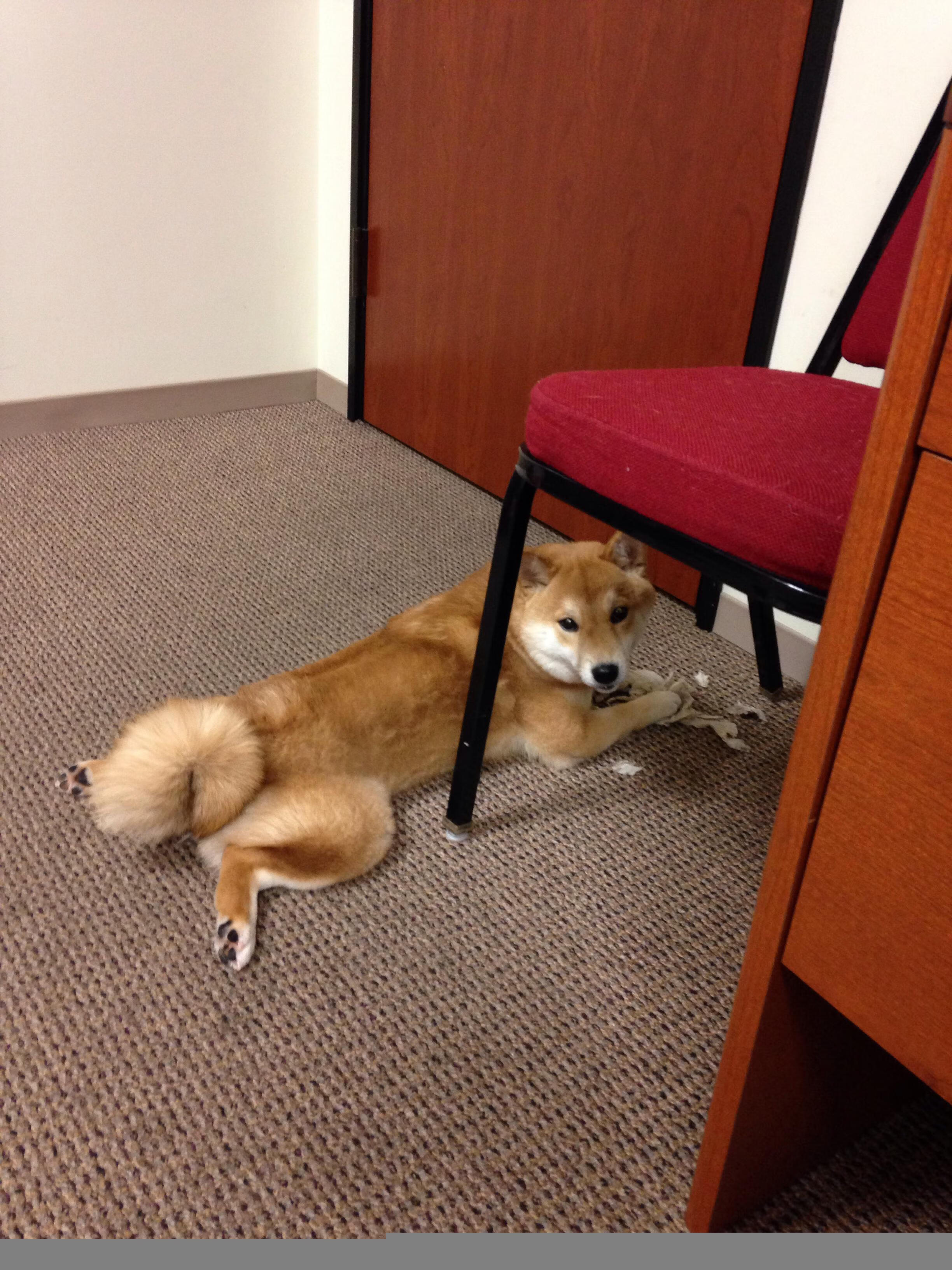 加西亚召回前葡萄牙青年国脚迭戈·莫雷拉加入国家队。,葡萄牙足球队菲戈